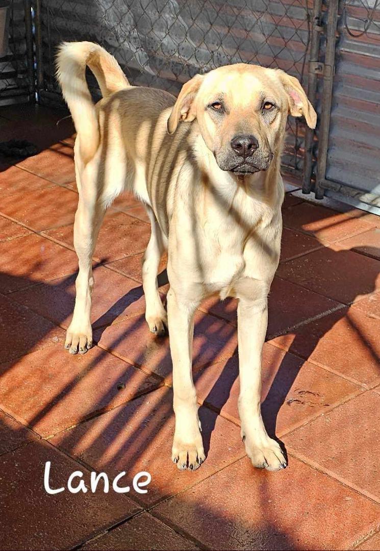 Lance