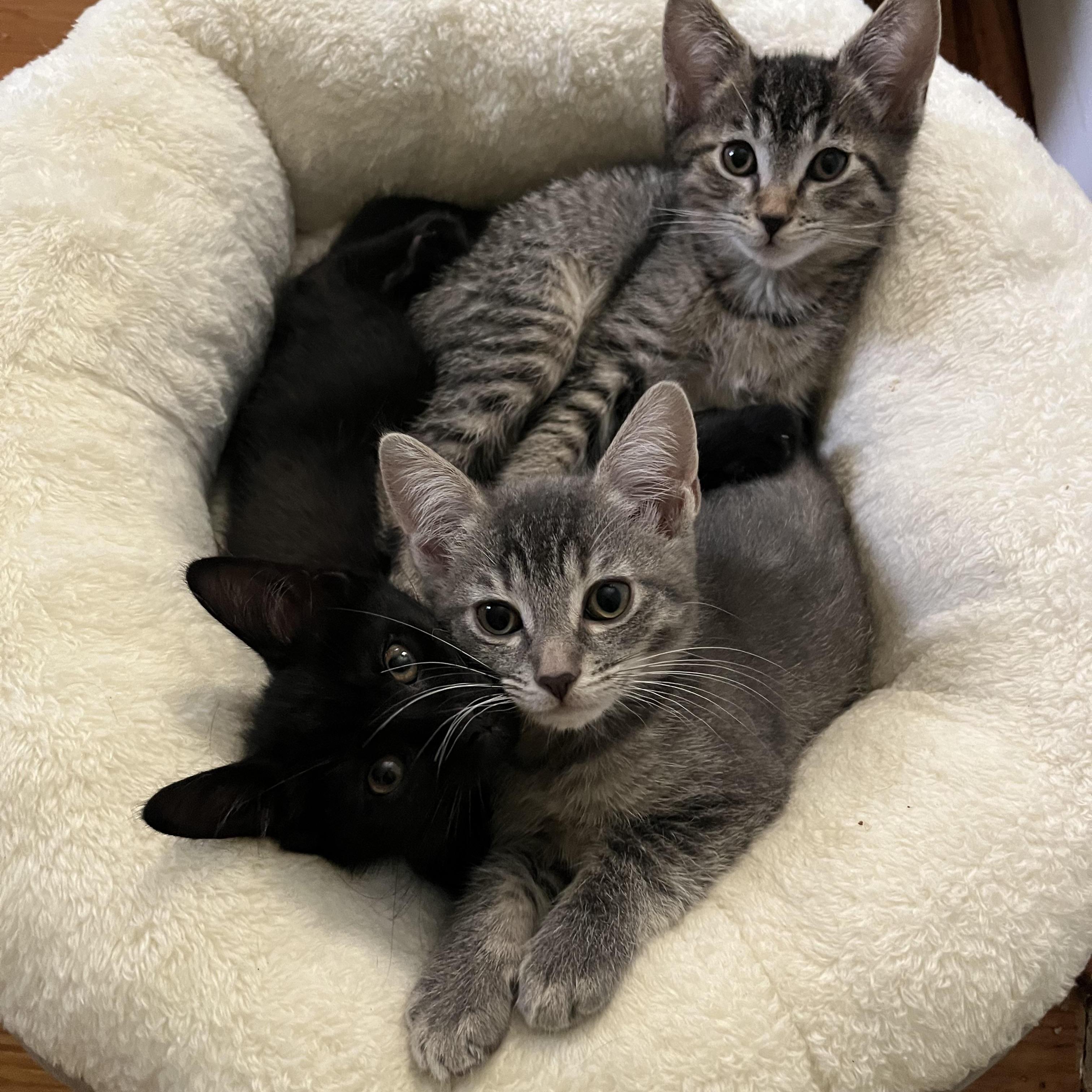 Meet The Powerpuff Girls: