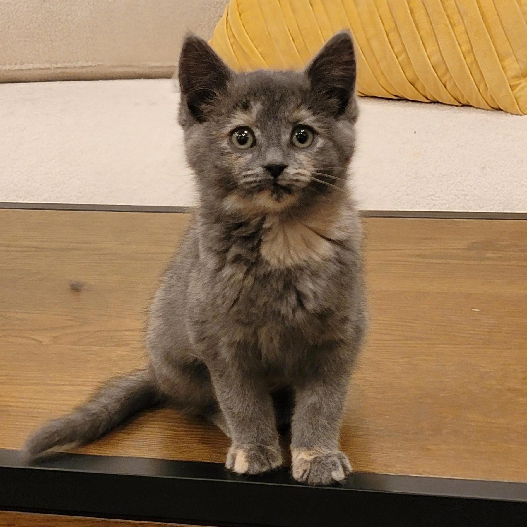A baby medium-sized female Dilute Tortoiseshell cat named Mollie for adoption in Wyandotte, MI