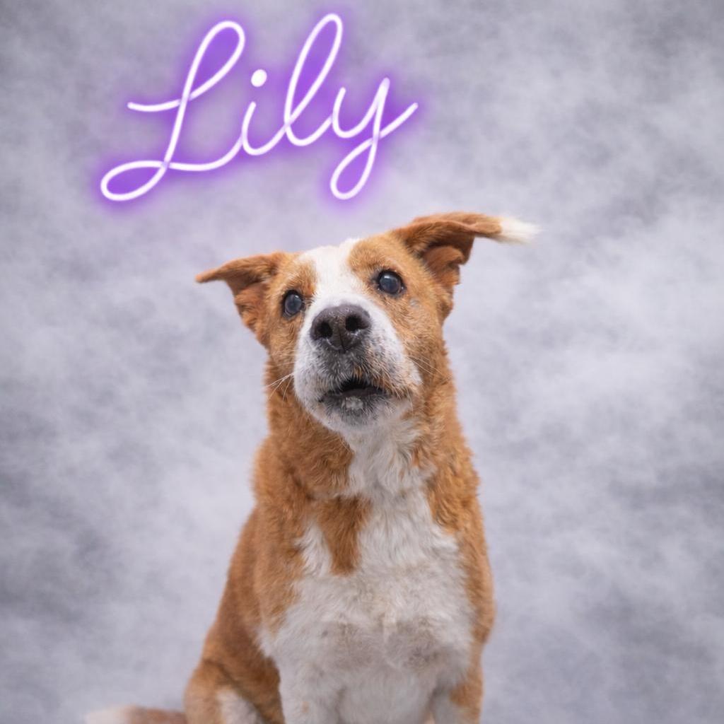 Lily