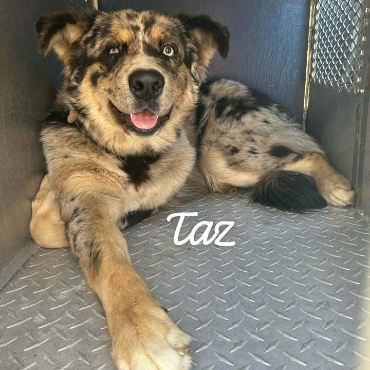 Taz