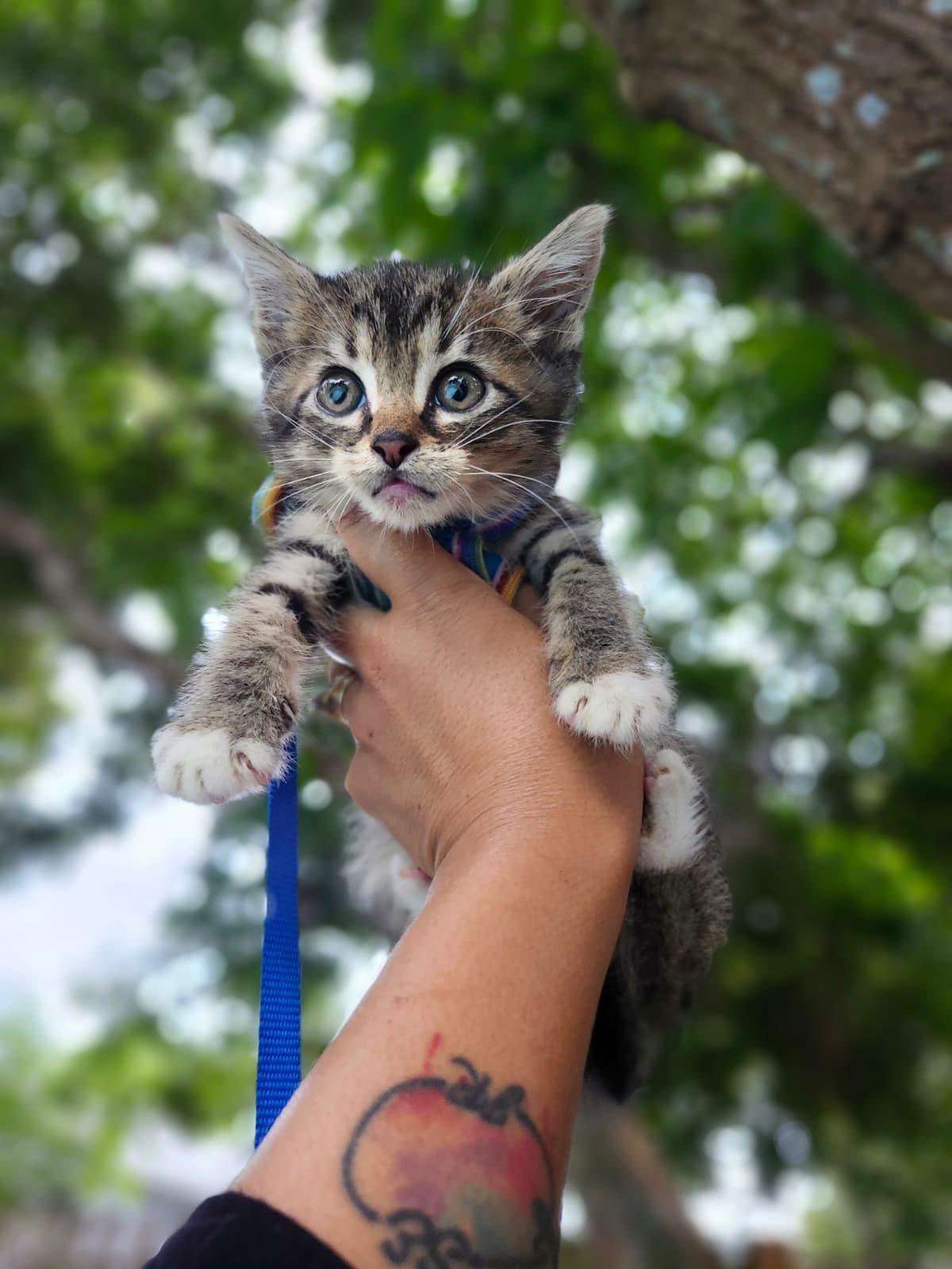 A baby small-sized male Tabby (Brown / Chocolate) Domestic Short Hair cat named Flash for adoption in Sunrise, FL