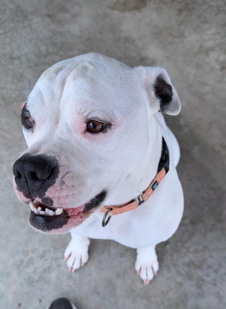 An adult large-sized male Tricolor (Brown, Black, & White) American Bulldog dog named Boogey for adoption in Rochester, IN