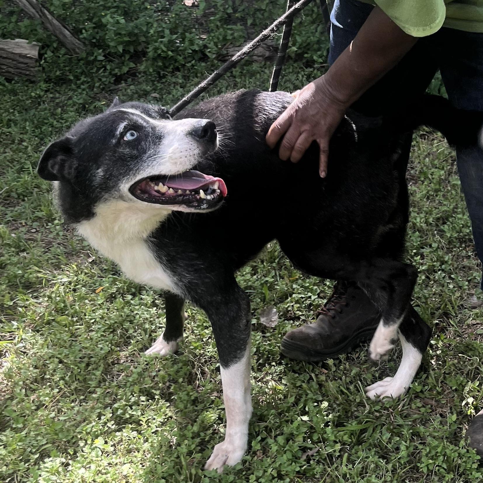 An adult medium-sized female Mixed Breed dog named Faith for adoption in Spring, TX