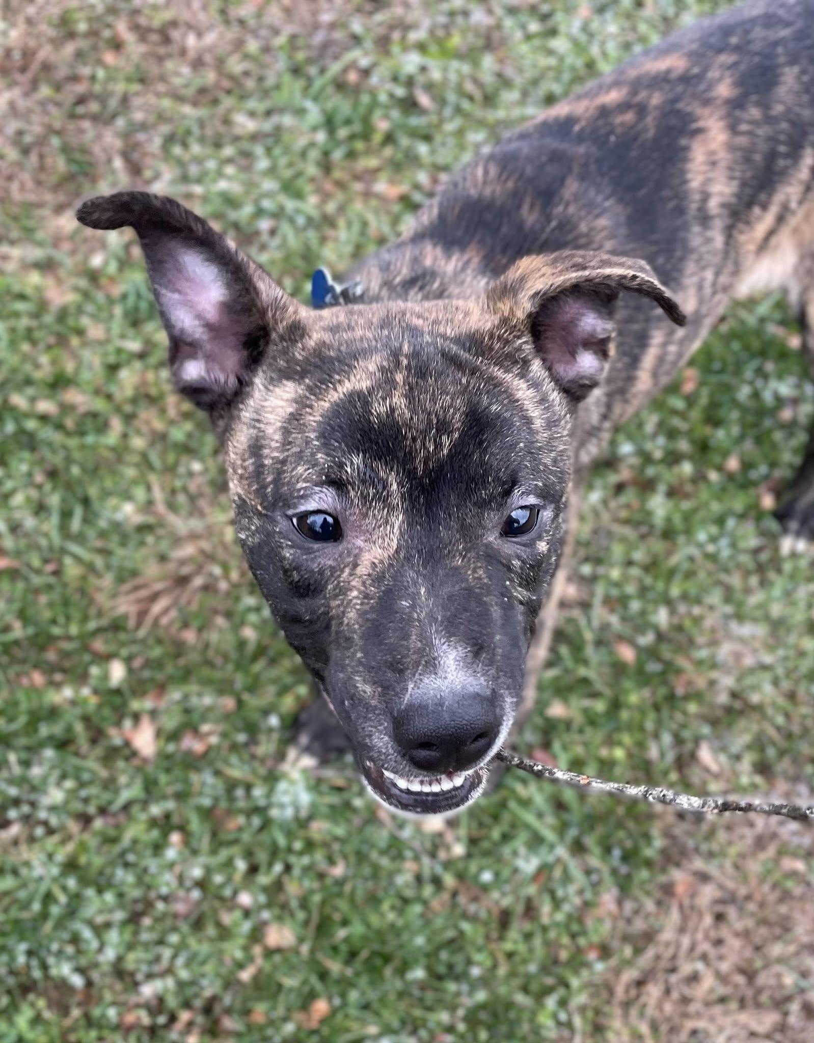 Thanksgiving : Yamtastic