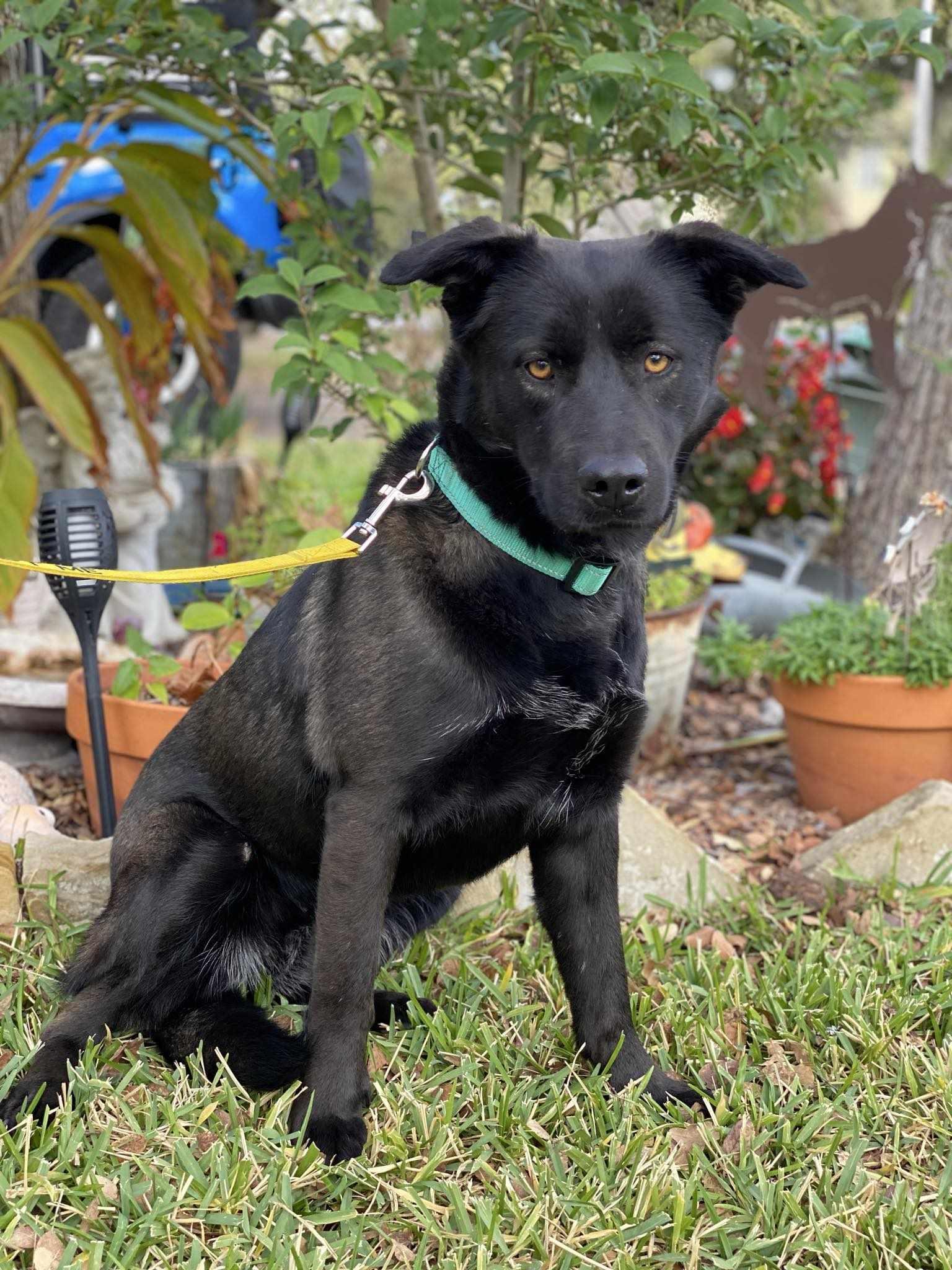 An adult medium-sized female Black Shepherd dog named Siri for adoption in Houston, TX
