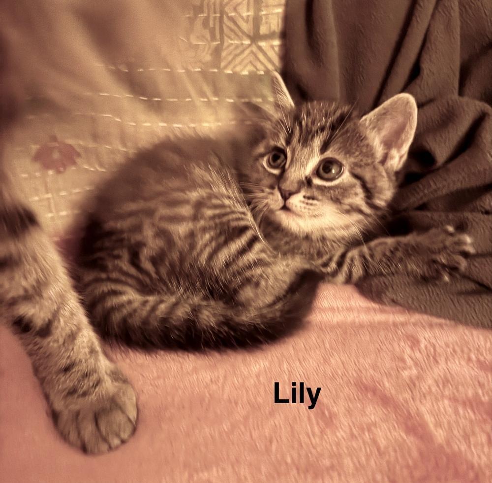 Lily