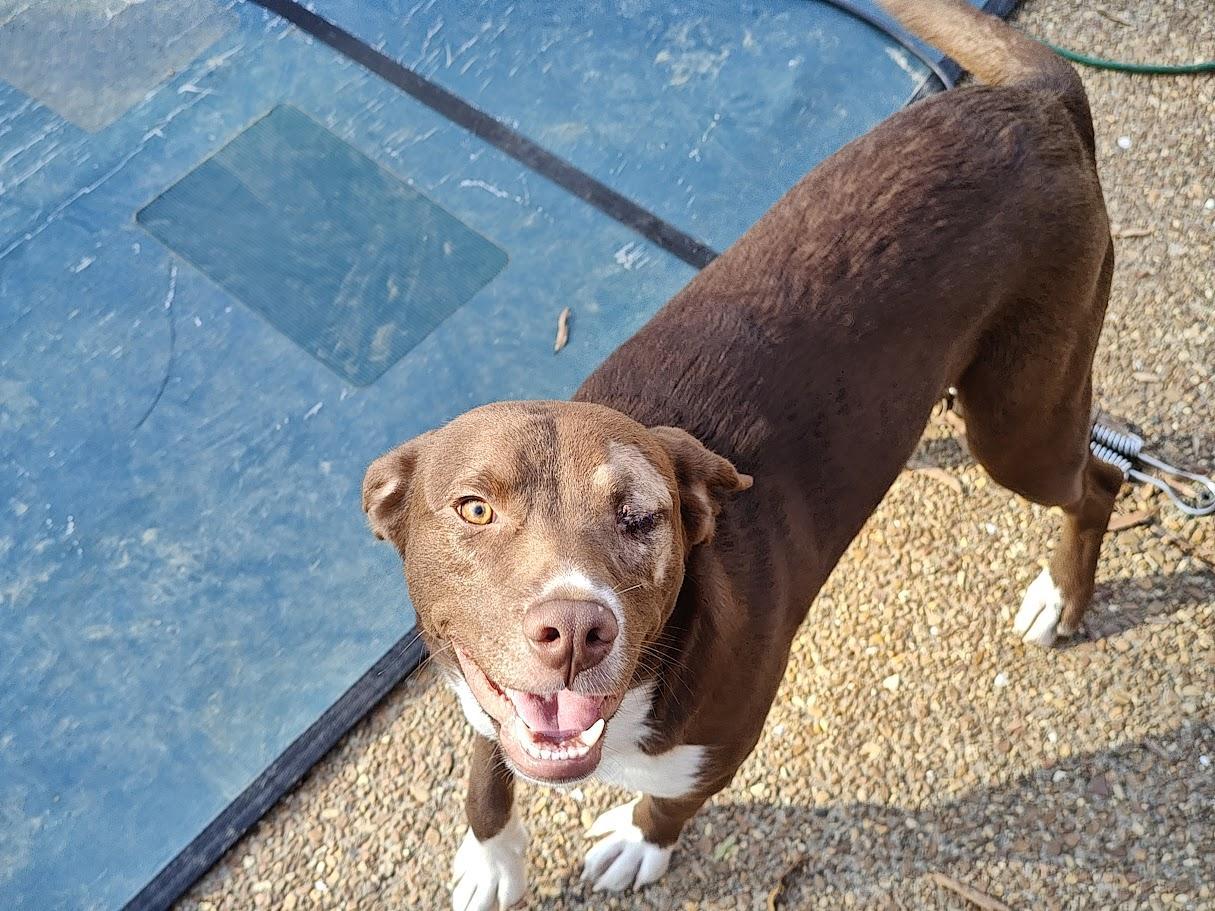A young medium-sized male Chocolate Labrador Retriever dog named Buddy Bear for adoption in Medfield, MA