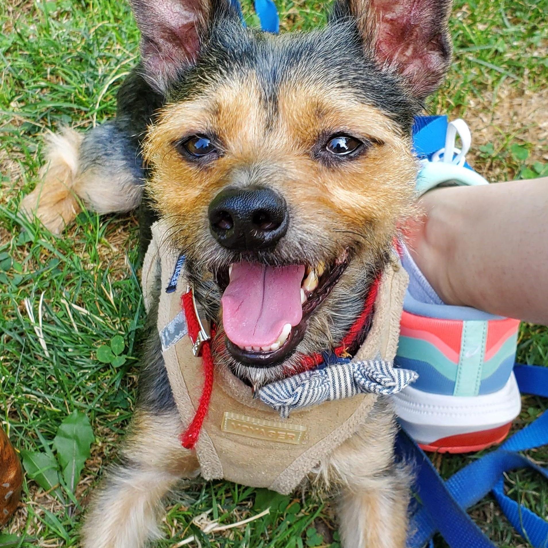 An adult small-sized male Tricolor (Brown, Black, & White) Yorkshire Terrier dog named Toto for adoption in New York, NY