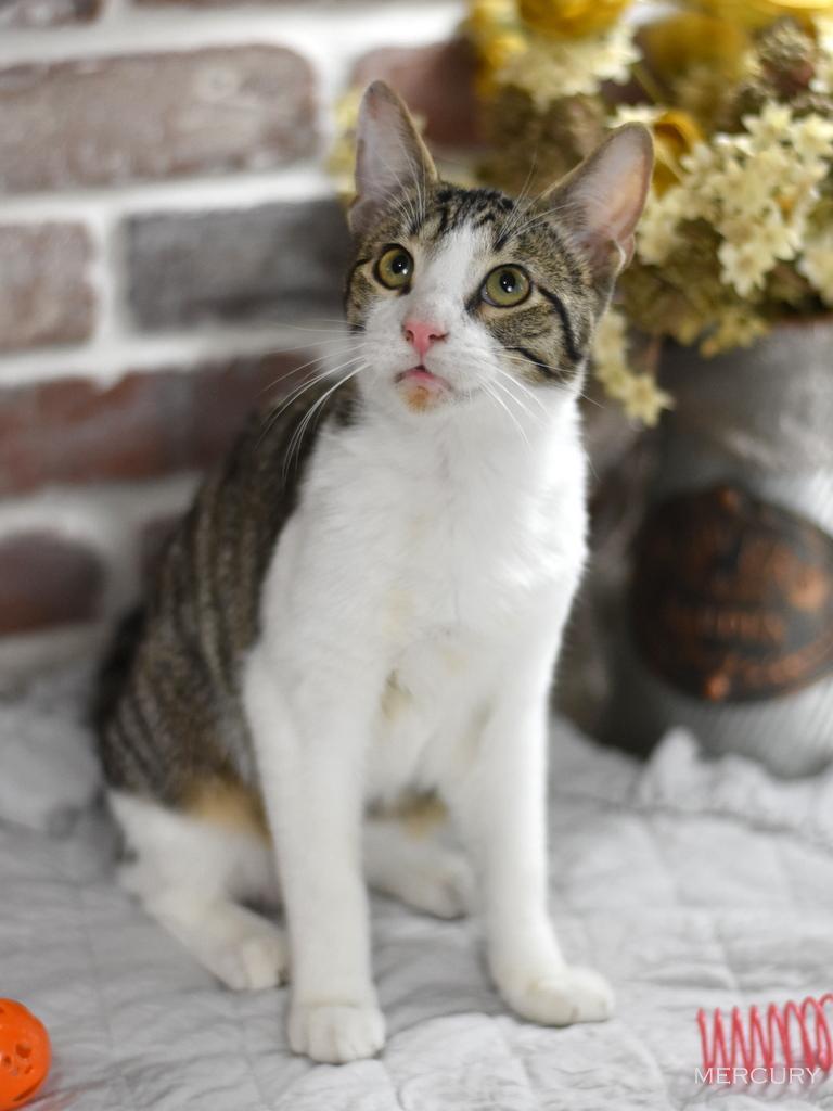 A baby medium-sized male Tabby (Buff / Tan / Fawn) Domestic Short Hair cat named Mercury for adoption in Conroe, TX