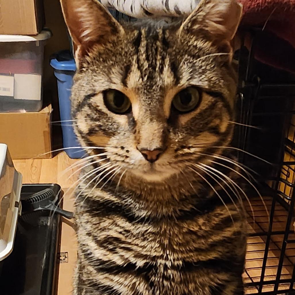 An adult medium-sized female Black Domestic Short Hair cat named Selena for adoption in Vineland, NJ