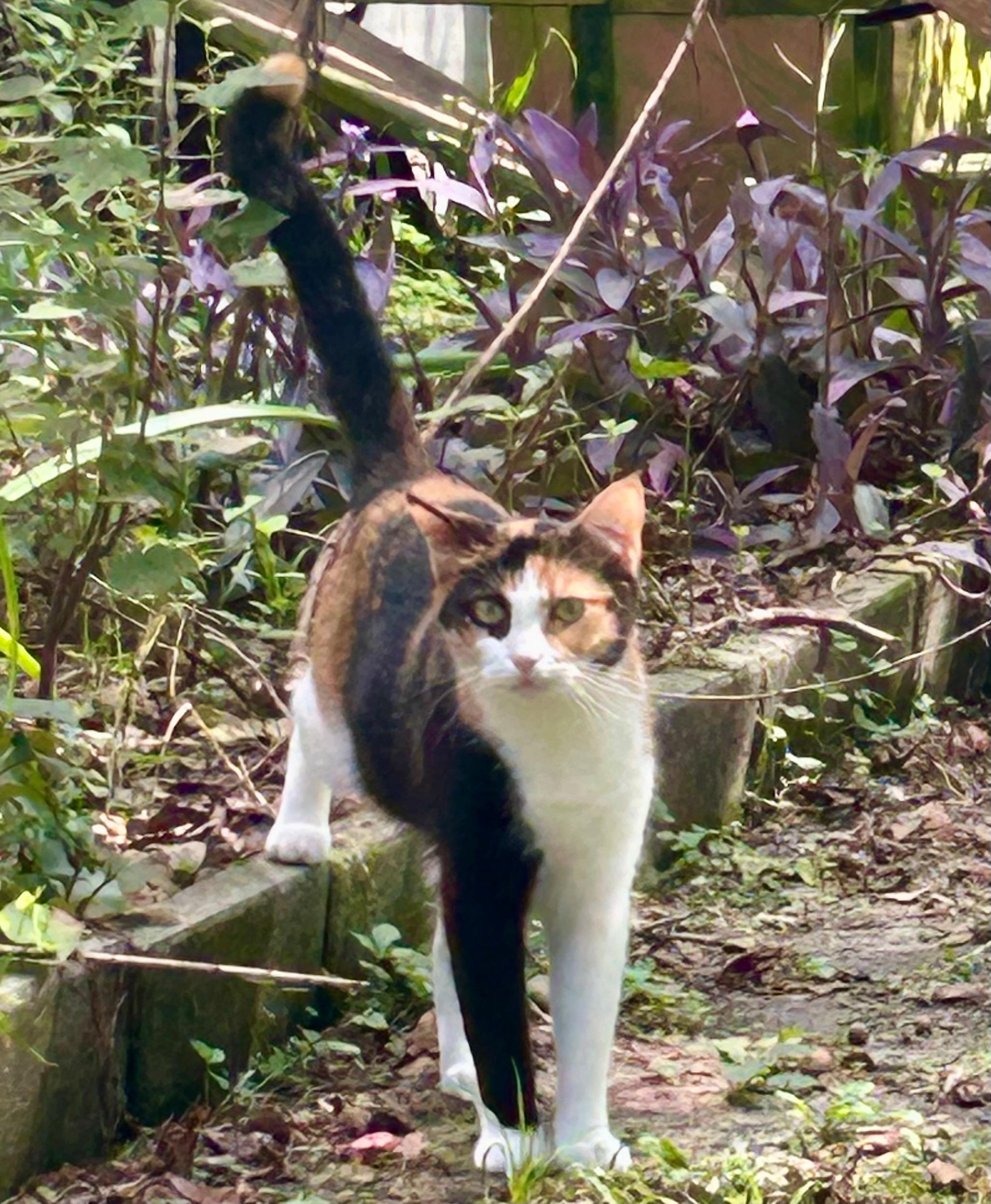 Queeniethe Queen Of Curtsy