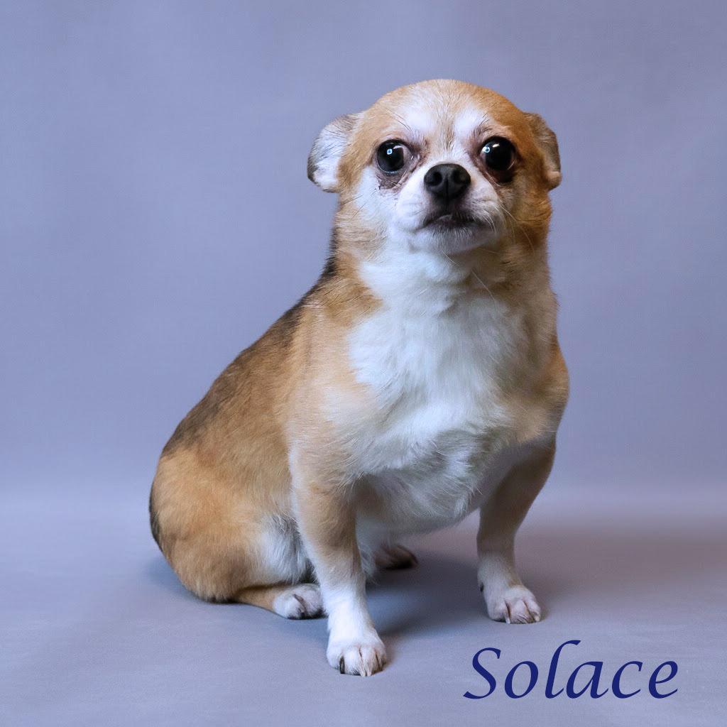 Solace D