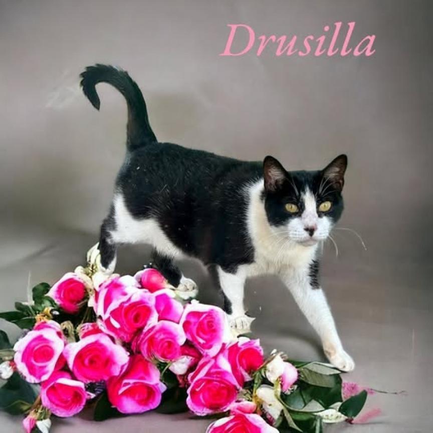 Drusilla photo 1