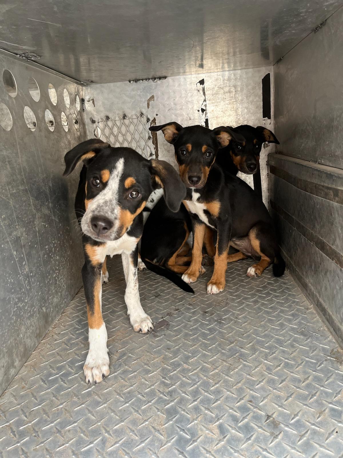 Puppy Jackson Street