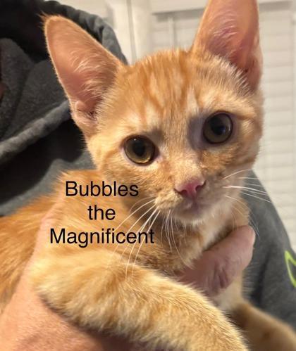 Bubbles The Magnificent