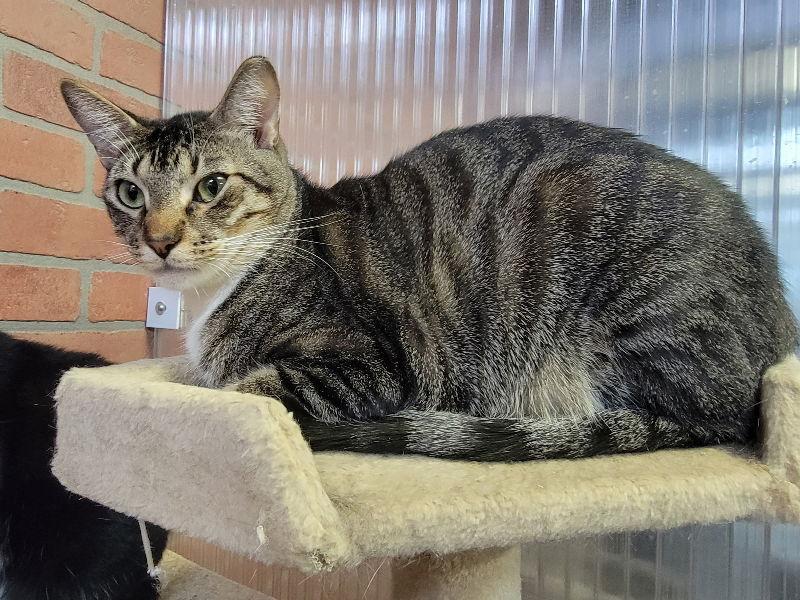 An adult medium-sized male Domestic Short Hair cat named Jonathan for adoption in Margate, FL