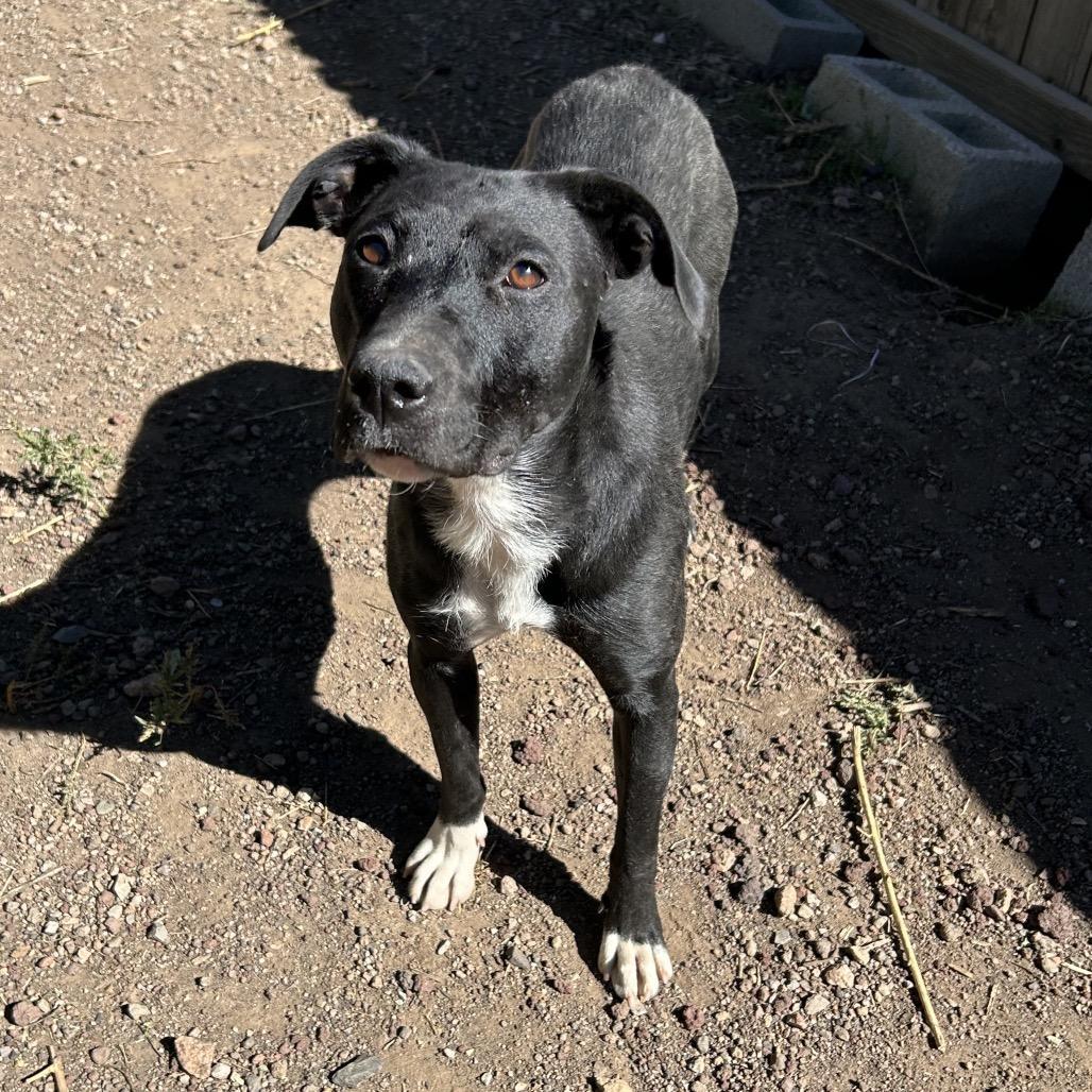 An adult medium-sized female Black Mixed Breed dog named Ms. Frizzle for adoption in Flagstaff, AZ