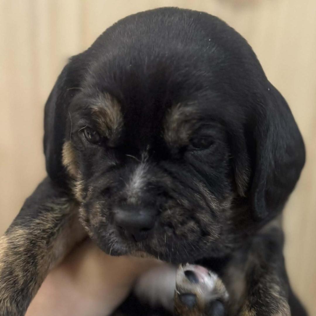 A baby medium-sized male Black Cavalier King Charles Spaniel dog named Lennie for adoption in Chuckey, TN