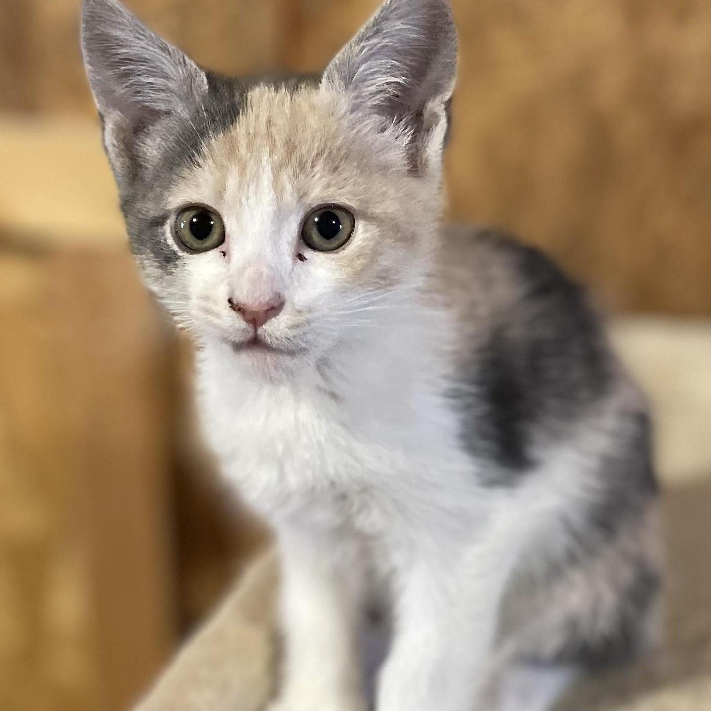 Winslowbonded With Twain