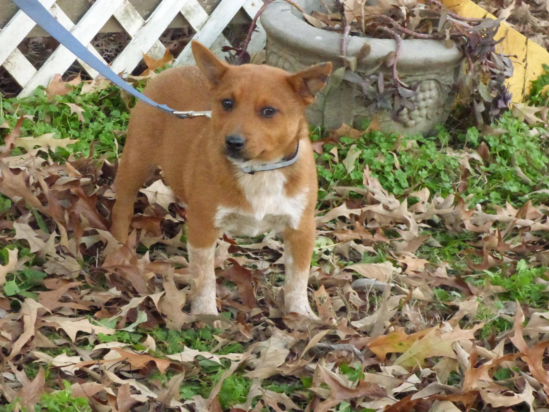 A baby medium-sized female Red / Chestnut / Orange Australian Cattle Dog / Blue Heeler dog named Chachi for adoption in Humboldt, TN