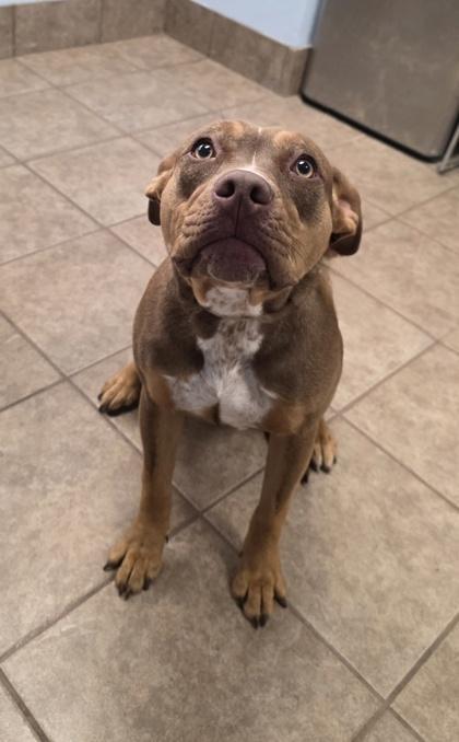 Cinnamon Toast Crunch