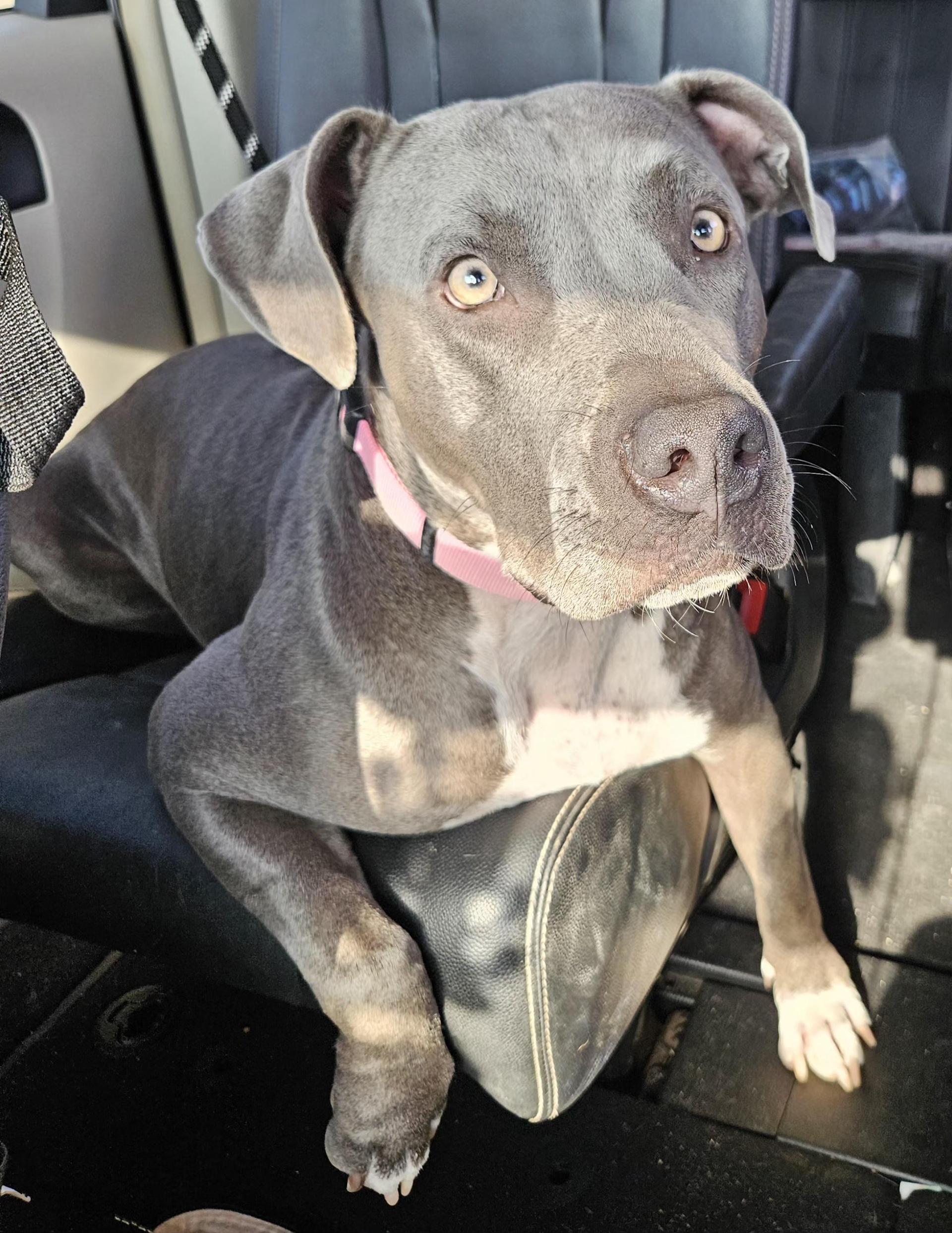An adult large-sized female Gray / Blue / Silver American Bully dog named Bella for adoption in Dickinson, TX