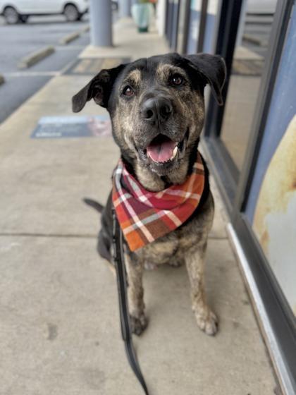 A young large-sized male Mixed Breed dog named Sylvester for adoption in Atlanta, GA