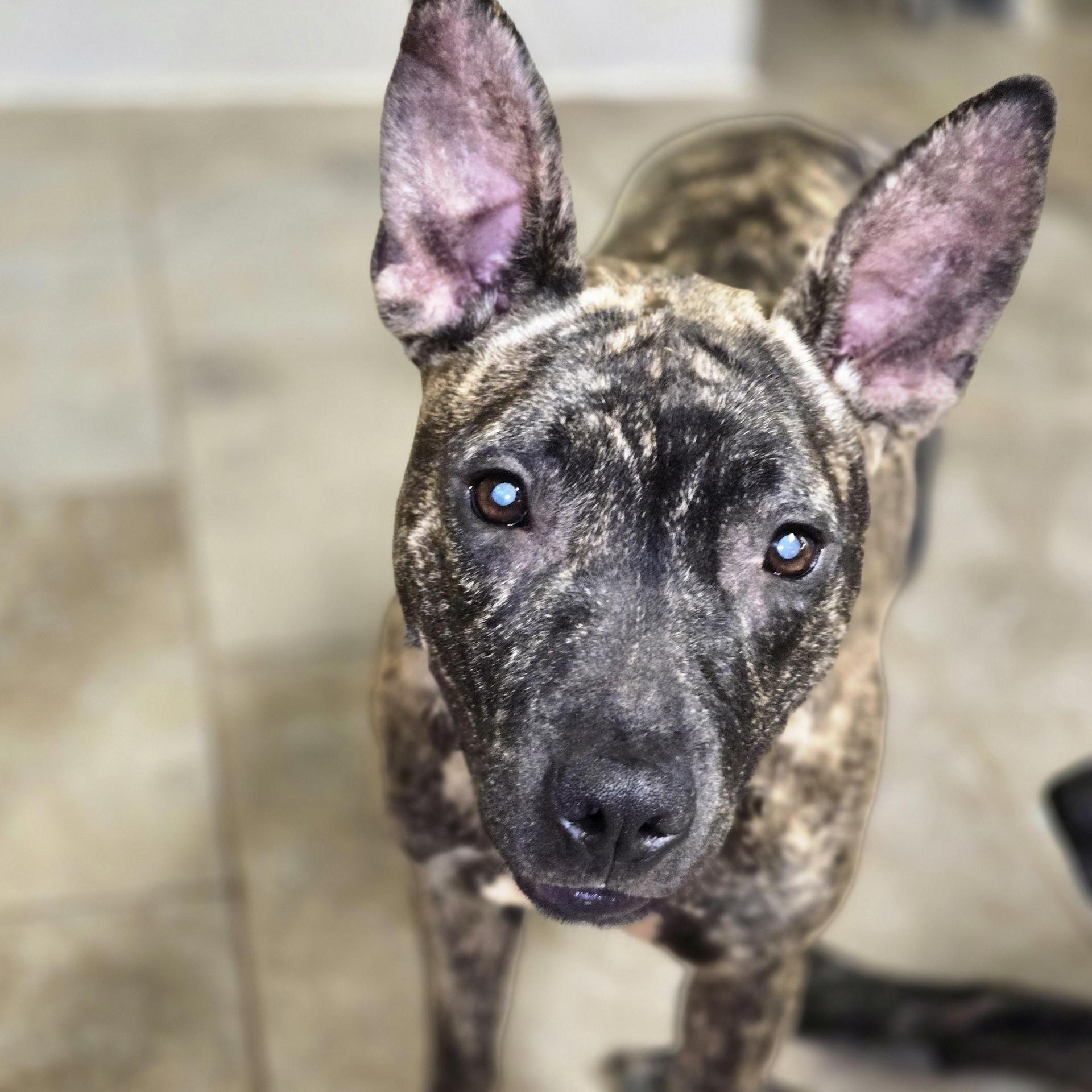 An adult medium-sized female Brindle Bull Terrier dog named Izzy for adoption in Sheridan, AR