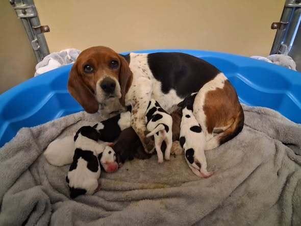 Belleaka Abigail Aka Abby