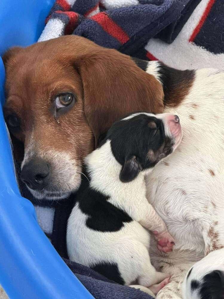 Belleaka Abigail Aka Abby