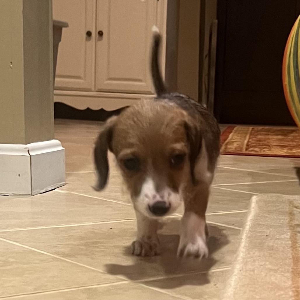 Tri State Pup: Debbie