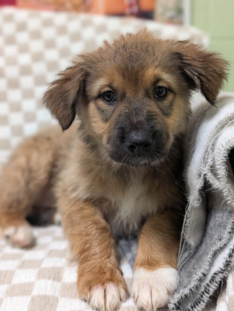 A baby medium-sized female Shepherd dog named Dancer for adoption in Defiance, OH