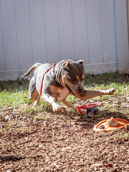 An adult medium-sized female Mixed Breed dog named Raegan for adoption in Chamblee, GA