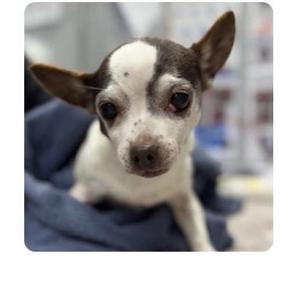 Tiki Loving Old Ladies