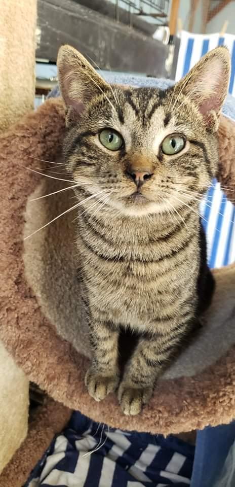 An adult medium-sized male Tabby (Brown / Chocolate) Tabby cat named Danny for adoption in Myrtle Beach, SC