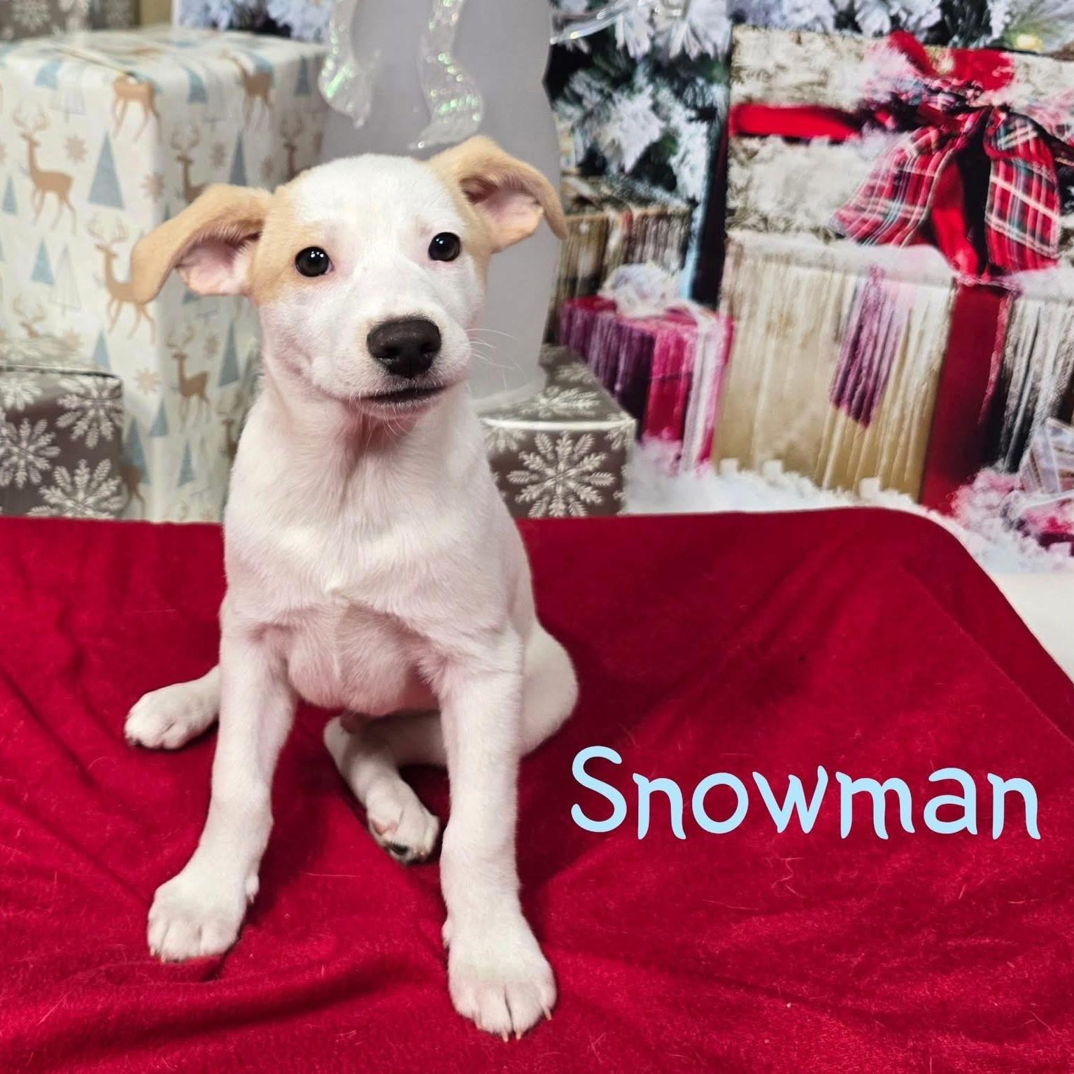 A baby medium-sized male Mixed Breed dog named Snowman for adoption in Joliet, IL