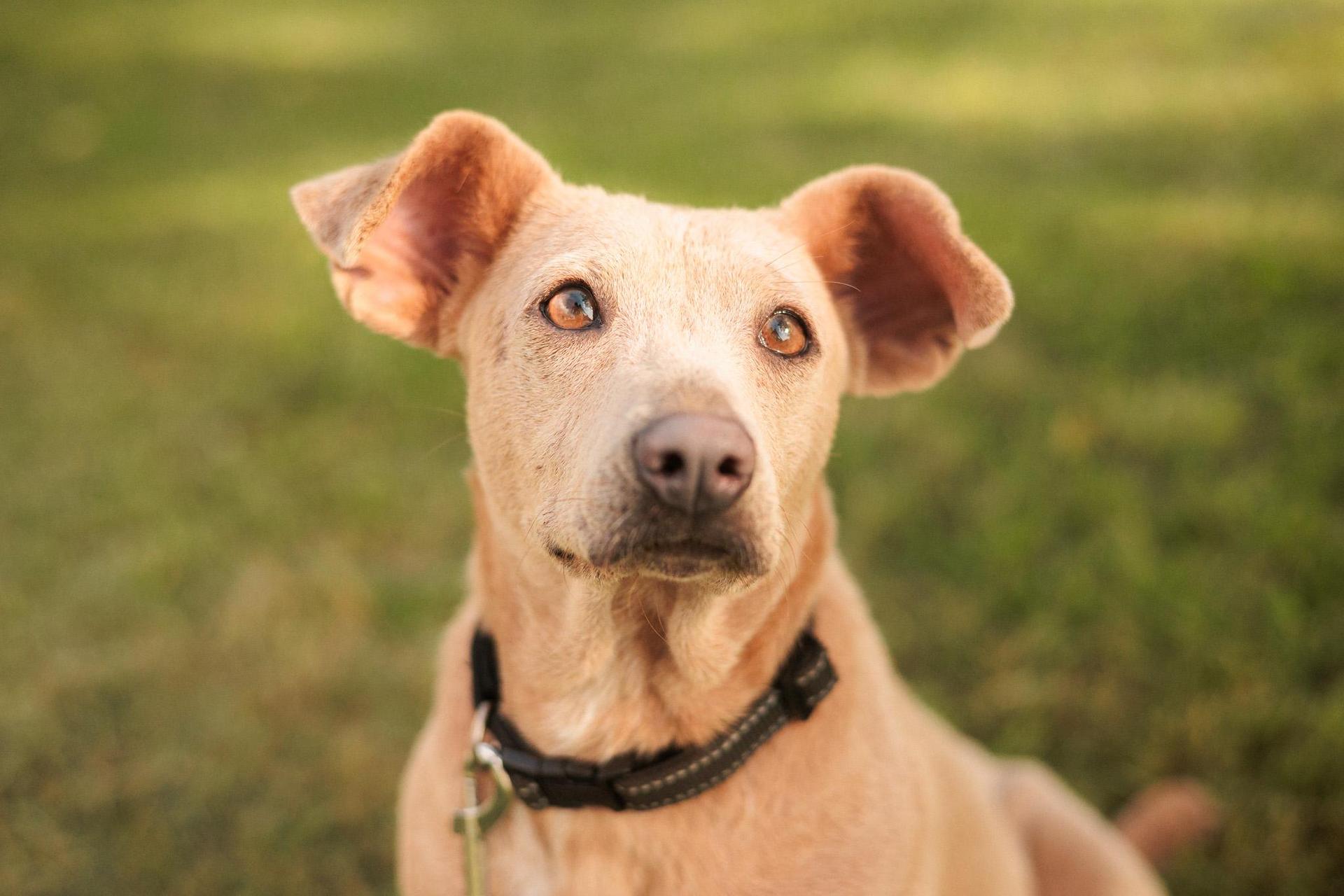 An adult small-sized female Apricot / Beige Feist dog named Lacy Lou Transport for adoption in Gradyville, KY
