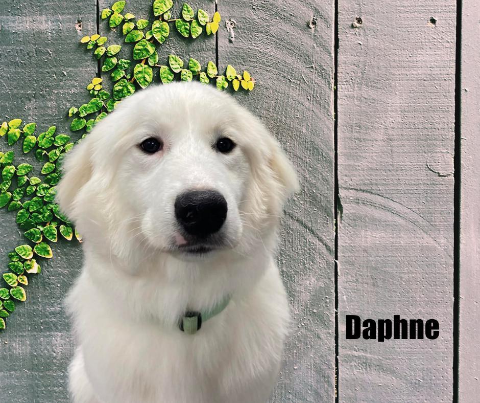 Daphne