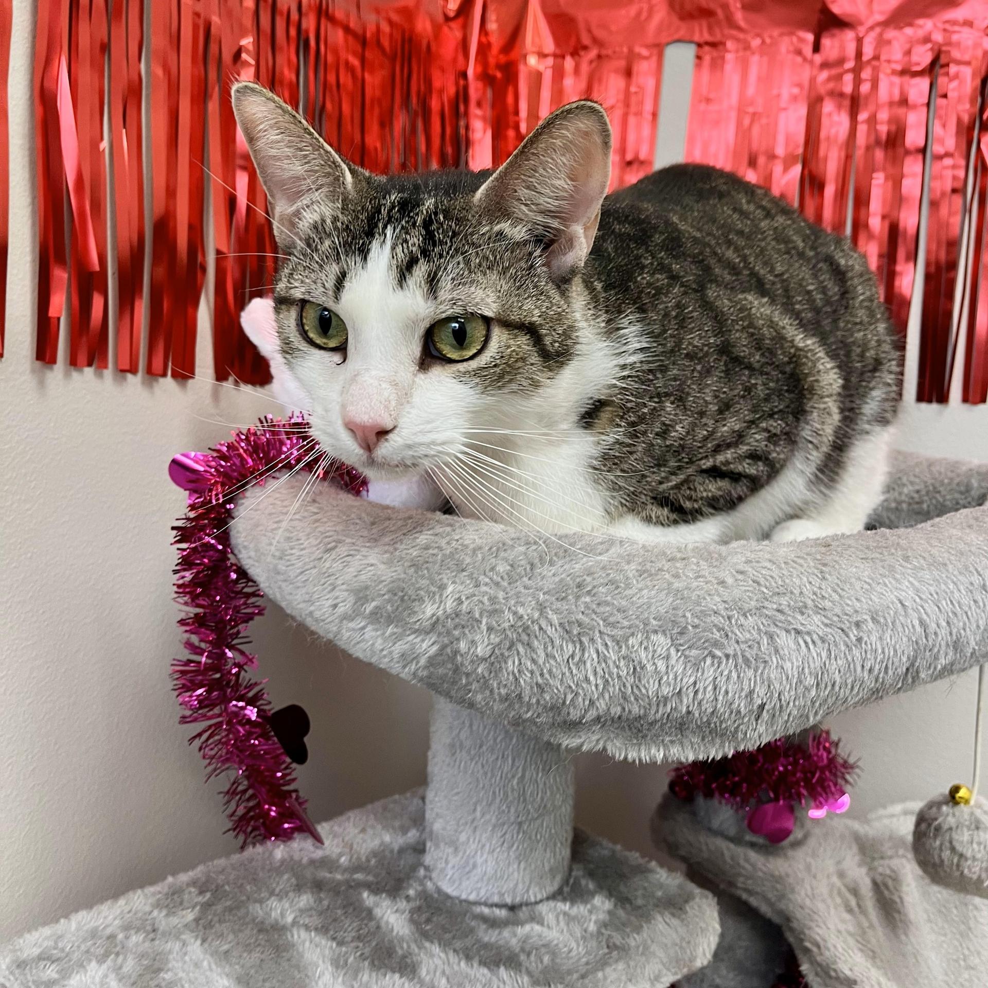 An adult large-sized male Brown / Chocolate Domestic Short Hair cat named Siptah for adoption in angleton, TX