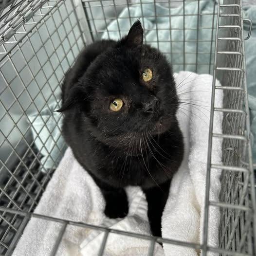 A senior large-sized male Black Domestic Short Hair cat named Corvus for adoption in Bristol, IN