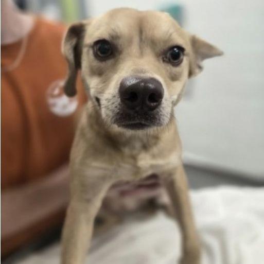 An adult small-sized female Yellow / Tan / Blond / Fawn Mixed Breed dog named Twinkle for adoption in Alexandria, VA