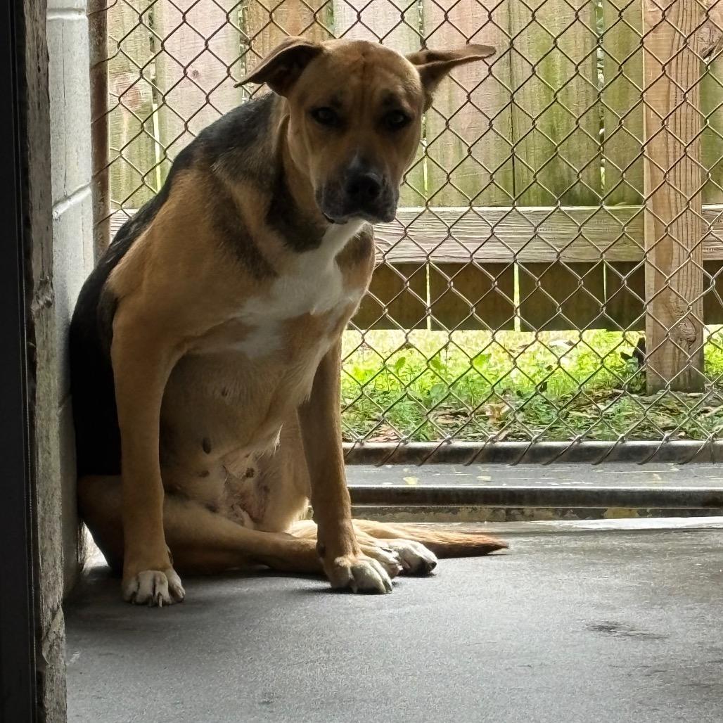 An adult medium-sized female Brown / Chocolate Mixed Breed dog named Maisie for adoption in Summerville, SC