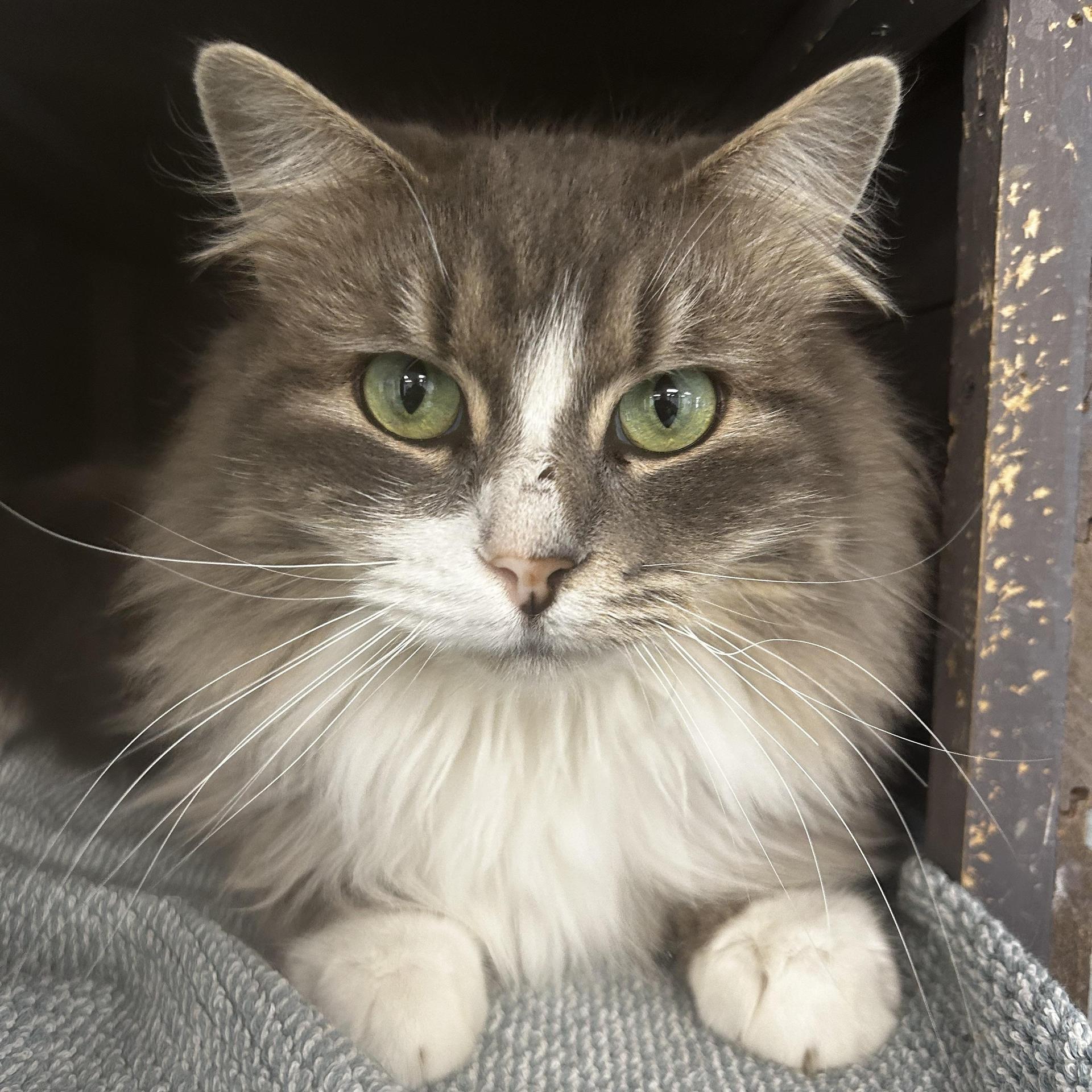 A young medium-sized male Gray & White Domestic Long Hair cat named Glacier for adoption in Grand Rapids, MI