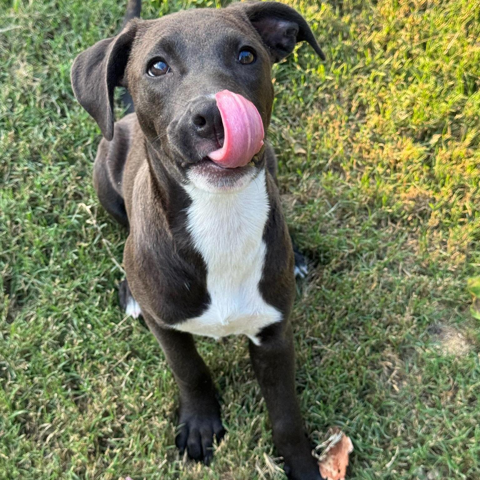 A young medium-sized female Black Labrador Retriever dog named Kauai for adoption in Spring, TX