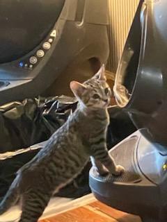 Rusty And Tangerine Siblings!!