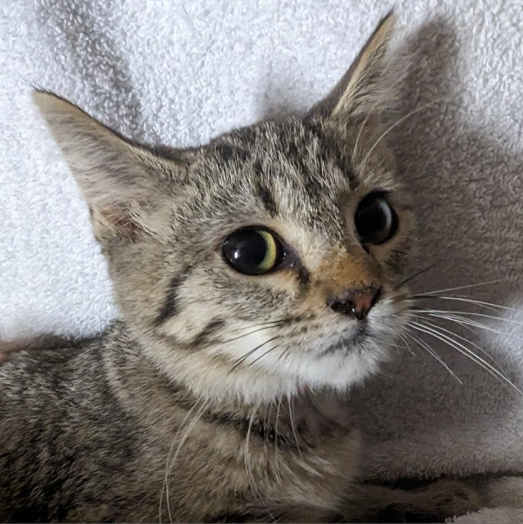 Palmer Bonded With Flipper