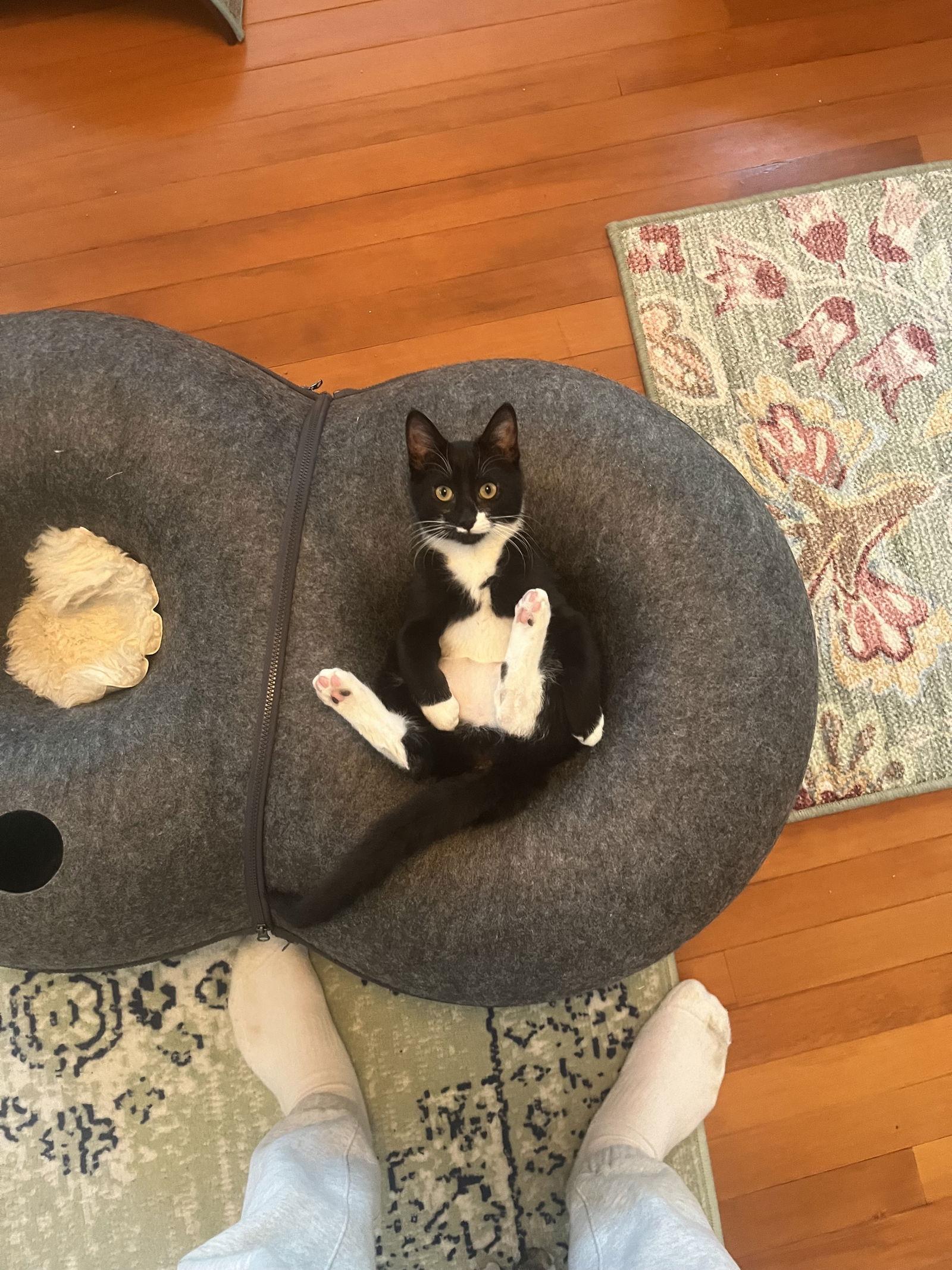 A young small-sized male Black & White / Tuxedo Domestic Short Hair cat named Ireland C for adoption in minneapolis, MN
