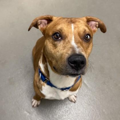 An adult medium-sized male Mixed Breed dog named Rowan for adoption in Dallas, TX