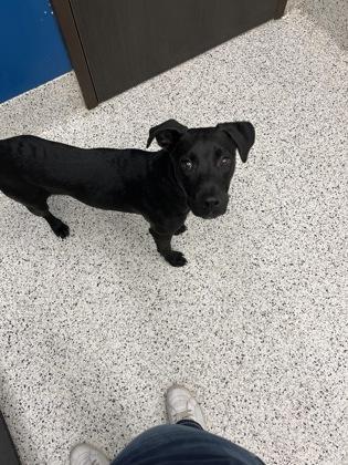 A young small-sized male Pit Bull Terrier dog named Sugarpuppy for adoption in Atlanta, GA